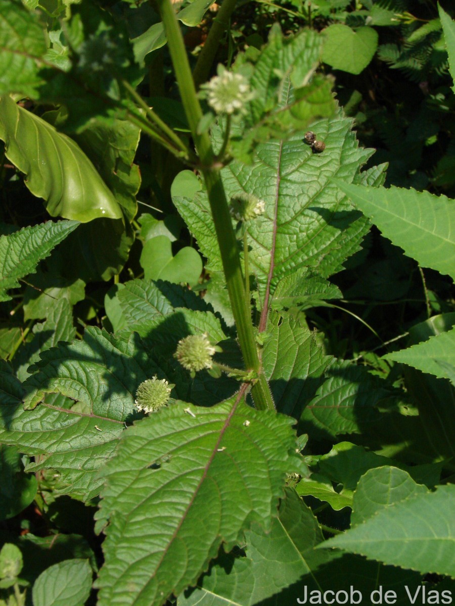 Hyptis capitata Jacq.